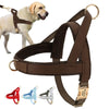 Personalized dog harness - PMMNAPOLES