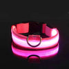 Safety dog collar with LED light - PMMNAPOLES