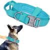 Blue tactical dog collar on a dog