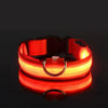 Safety dog collar with LED light - PMMNAPOLES