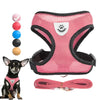 Harness for small dogs - PMMNAPOLES