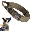 Green tactical dog collar on a dog