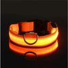 Safety dog collar with LED light - PMMNAPOLES